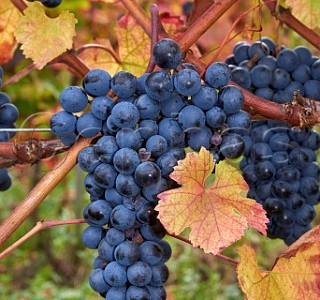French Alps Wines and Rare Grapes French Alps Wines and Rare Grapes