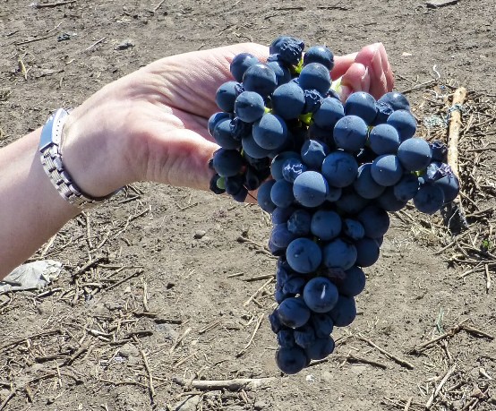 How Mondeuse came to be growing on a volcano How Mondeuse came to be growing on a volcano