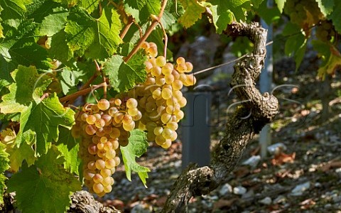 On Being a Wine Whistleblower or True Story Teller On Being a Wine Whistleblower or True Story Teller