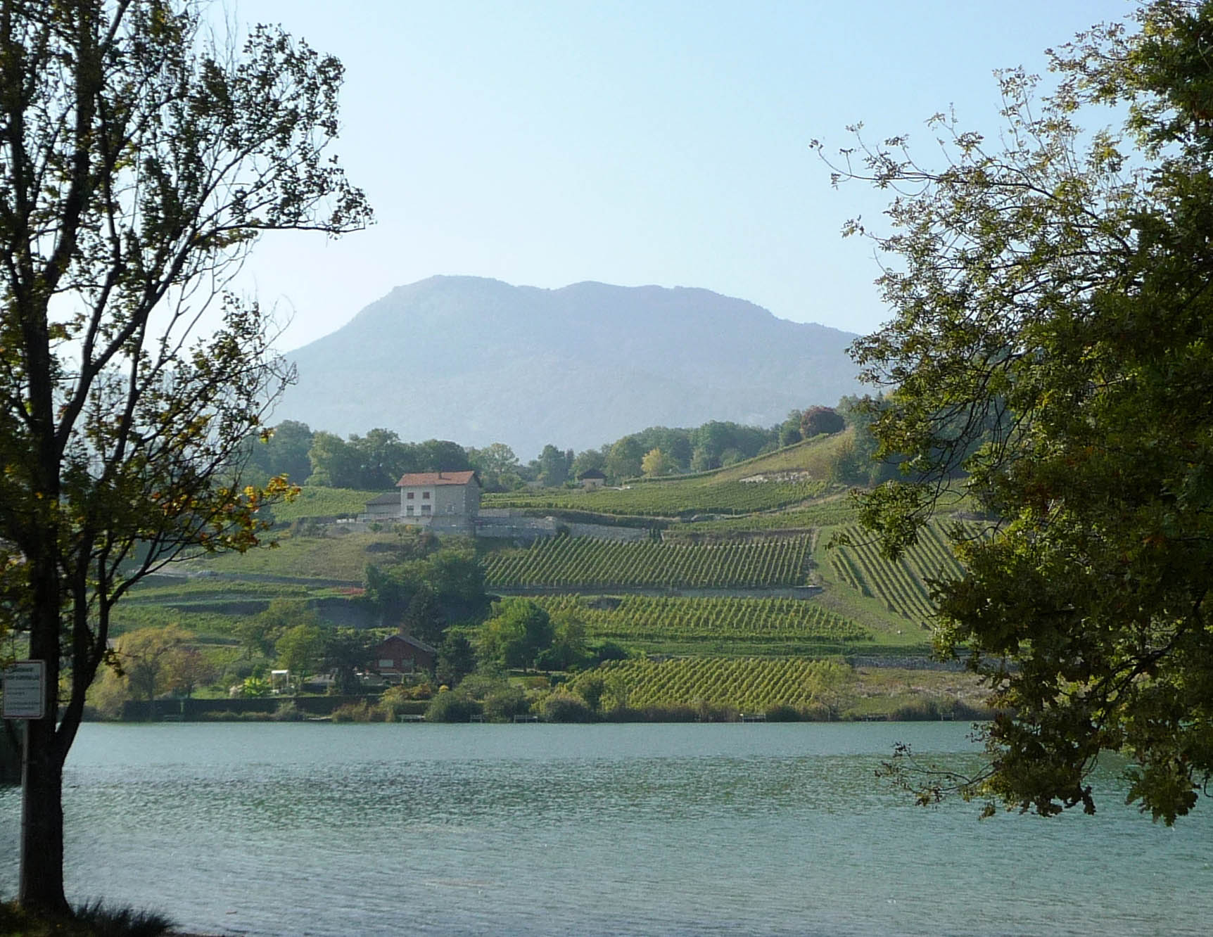 Savoie vineyards by lake