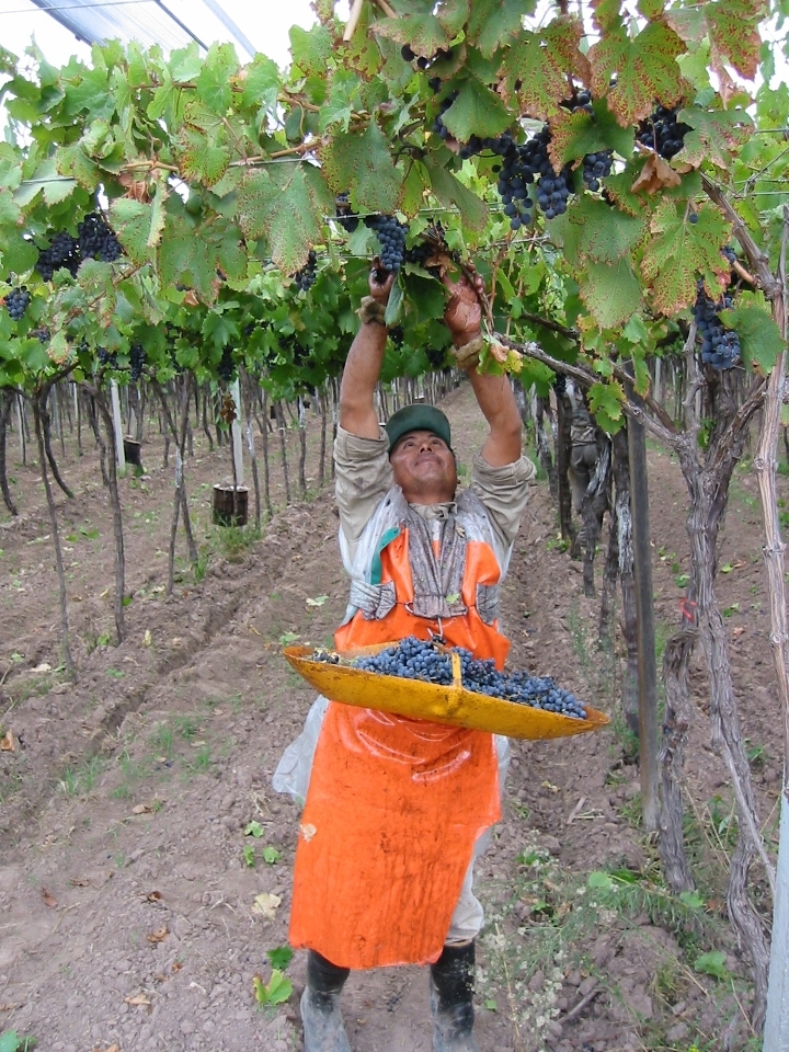 Harvest of High-Trained Vines in Mendoza, Argentina Harvest Mendoza Argentina